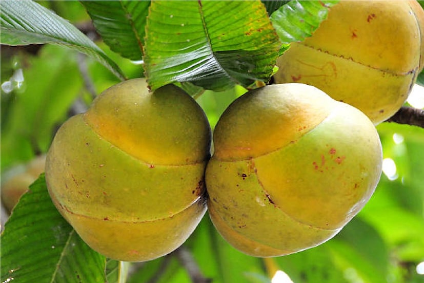 *এই চালতার গুণাগুণ না জানার ফলেই হয়ত। বর্তমানে এই ফল বাজারে দেখলেও পাশ কাটিয়ে চলে যাই আমরা। চালতার যে এত গুণ শুনলে চমকে যেতে পারেন। সংগৃহীত ছবি। 