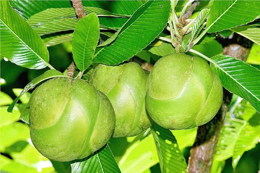*গ্রাম বাংলার পরিচিত ফল হল চালতা। বৈজ্ঞানিক নাম Dillenia indica ইংরেজিতে একে Elephant Apple বলা হয়। একসময় মা ঠাকুমাদের সময় গ্রামবাংলায় চালতার চাটনি ডাল, টক এবং আচার তৈরি করে খাবার খুব চলছিল। সংগৃহীত ছবি। 
