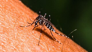 ফের শহরে ডেঙ্গি আক্রান্তের মৃত্য়ু ফের শহরে ডেঙ্গি আক্রান্তের মৃত্য়ু