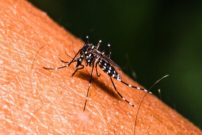ফের শহরে ডেঙ্গি আক্রান্তের মৃত্য়ু