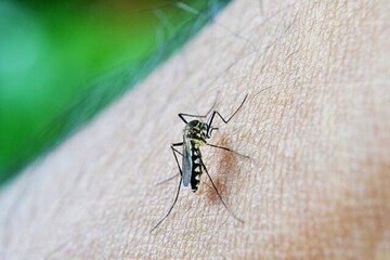ডেঙ্গিতে