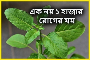 ব্লাডসুগার-প্রেশারই নয়, হাজার হাজার গুণ একটি তুলসি পাতায়,শিকড় থেকে উপড়ে ফেলে