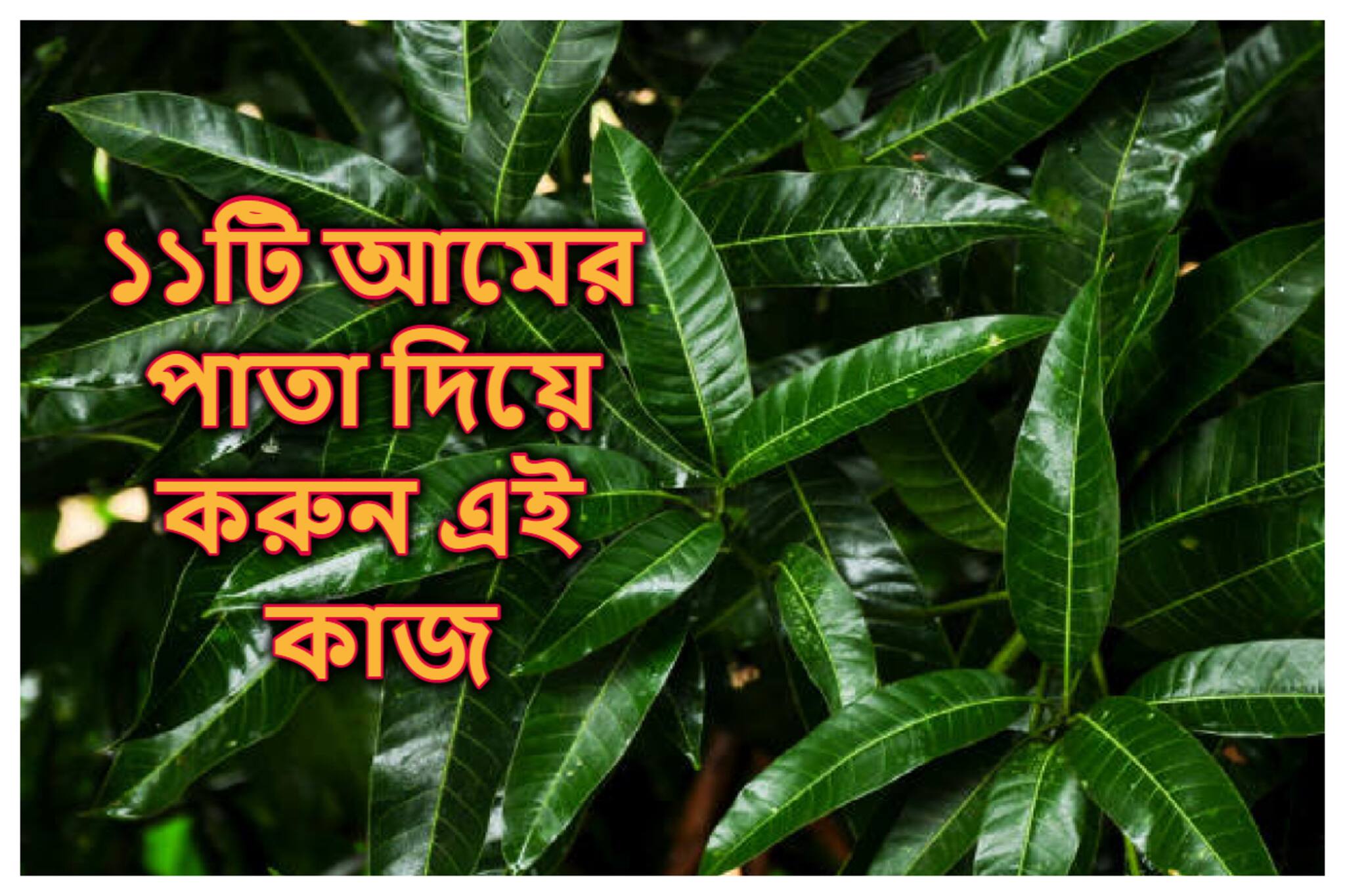 প্রতি শনিবার ১১টি আম্র পল্লব দিয়ে করুন এই কাজ, জীবনে সুখবরের বন্যা বয়ে যাবে