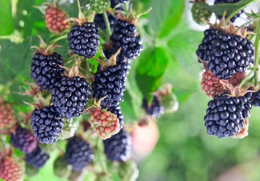 ব্ল্যাকবেরি: সাইট্রাস ফলের মধ্যে অন্যতম হল ব্ল্যাকবেরি। এর মধ্যে প্রচুর পরিমাণে ভিটামিন সি পাওয়া যায়। প্রচণ্ড পরিমাণে হেঁচকি উঠতে শুরু করলে ব্ল্যাকবেরি খাওয়া যেতে পারে। কিংবা ব্ল্যাকবেরি জ্যুস পান করলেও সমস্যার উপশম হয়।