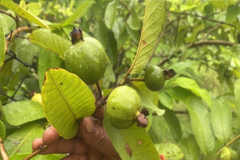 এই ফলে রয়েছে ভিটামিন B,ভিটামিন 3, ও ভিটামিন B6। যা মস্তিস্কে রক্ত সঞ্চালন বাড়ায়। শরীরচর্চা পর বা কাজের শেষে পেয়ারা খেলে স্ট্রেস দূর হয় সহজে।