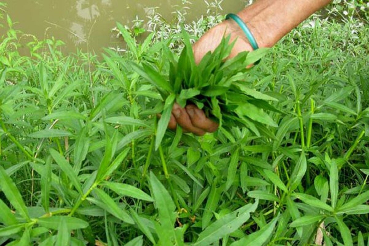 Helencha Spinach Benefits