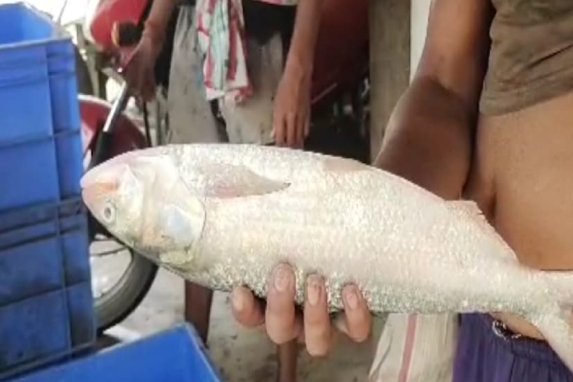 এছাড়া ৬০০-৭০০ গ্রাম ইলিশের প্রতি কেজিতে দাম রয়েছে ৭৫০- ৮০০ টাকা। দেশীয় ইলিশ হলে ১ কেজি ওজনের মাছের দাম প্রতি কেজিতে রয়েছে ১০০০- ১২০০ টাকা।