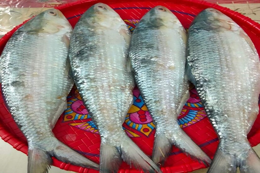 কিন্তু অগাস্ট মাসের শুরু থেকে দিঘায় ইলিশ মাছের খরা চলছে। বিগত মরশুম গুলির মতো এ মরশুমে ইলিশের খরা মৎস্যজীবীদের হতাশ করেছে। দিঘা সহ পূর্ব মেদিনীপুর জেলার বিভিন্ন মৎস্য আরোহন কেন্দ্রে ইলিশ মাছের খরা থাকায় ইলিশের দাম বাড়ছে হু হু করে। Input-  SaikatShee
