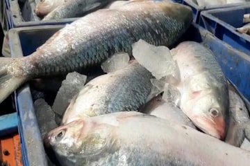 ইলিশ