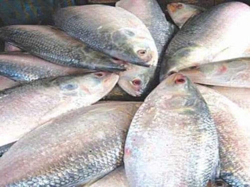 কাজেই এ বছরও বাংলাদেশের হাসিনা সরকার প্রায় চার হাজার মেট্রিক টন ইলিশ আমদানির অনুমতি দিলেও শেষ পর্যন্ত কত ইলিশ আমদানি করা যাবে তা নিয়েই সংশয়ে রয়েছেন এদেশের মৎস্য ব্যবসায়ীরা।