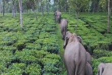 আবারও ডুয়ার্সের হাতির হানা, জঙ্গলে ফেরাতে প্রাণপাত রেঞ্জার অফিসারদের
