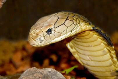 ভয়ানক কাণ্ড ডুয়ার্সে