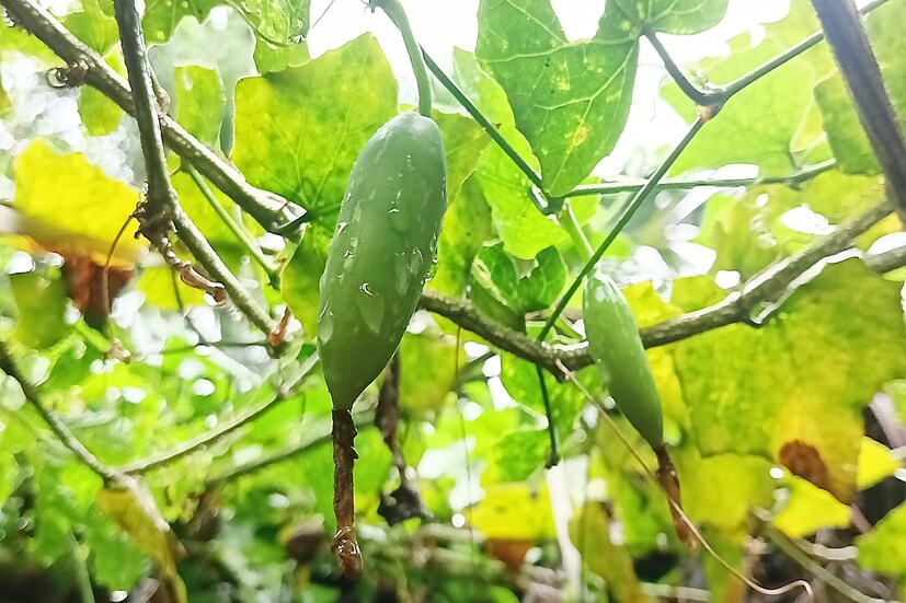 *সহজলভ্য উপকারী গুণে ভরপুর কুঁদরি। সারা বছর কমবেশি পাওয়া গেলেও বর্ষায় এর ফলন বেশি হয়। ফাইল ছবি। 