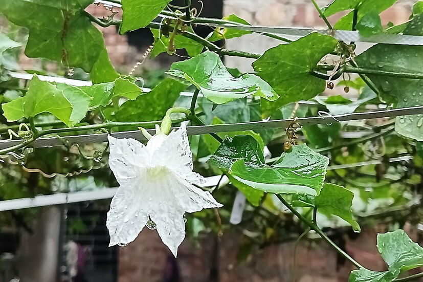 *এই সবজিতে ফ্ল্যাভোনয়েড পাওয়া যায়, যা প্রদাহরোধী এবং অ্যান্টি-অক্সিডেন্ট বৈশিষ্ট্য যুক্ত। ফাইল ছবি। 