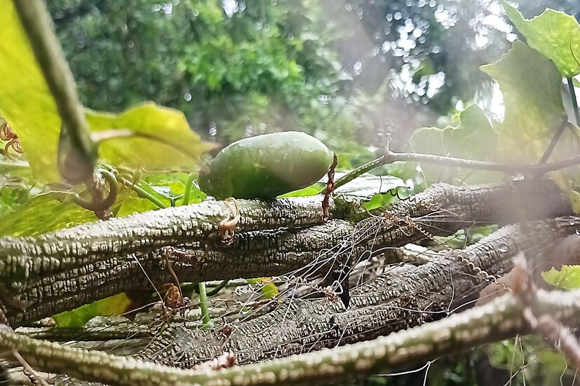 *কুঁদরিতে রয়েছে প্রচুর ফাইবার। এই ফাইবার সমৃদ্ধ খাবার পাচনতন্ত্রের পক্ষে দারুণ উপকারী। এই ফাইবার যুক্ত সবজি মল নরম করতে সাহায্য করে। ফাইল ছবি। 