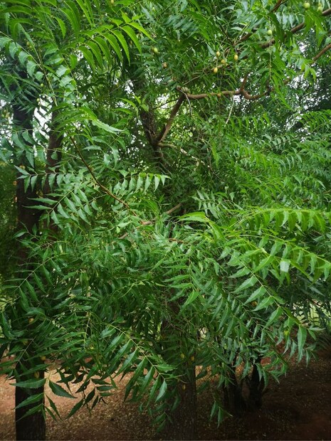হজম ভাল করে: নিম পাতা হজমের সমস্যা দূর করে৷ নিমের প্রভাব শীতল৷ তাই এটি অ্যাসিডিটি এবং হজমের উন্নতিতে খুবই কার্যকর বলে বিবেচিত হয়।