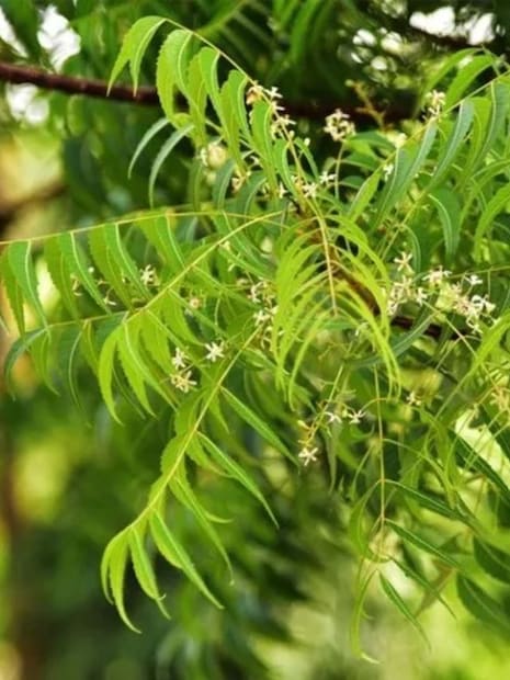 ক্ষতস্থান দ্রুত নিরাময় করে: যে কোনও ধরনের আঘাত বা ক্ষত সারাতে নিমের রয়েছে প্রচুর গুণ। আসলে নিমের মধ্যে অ্যান্টিসেপটিক বৈশিষ্ট্য পাওয়া যায়। এমন অবস্থায় যদি আপনি ফোঁড়া ও পিম্পলের সমস্যা এড়াতে চান, তাহলে নিম পাতা, নিমের ছাল এবং ফল সমান পরিমাণে পিষে নিন। এর পর এই পেস্টটি ত্বকে লাগান। এতে করে ফোড়া ও ক্ষত কয়েক দিনেই দ্রুত সেরে যাবে। এই পেস্টটি প্রতিদিন লাগাতে হবে।