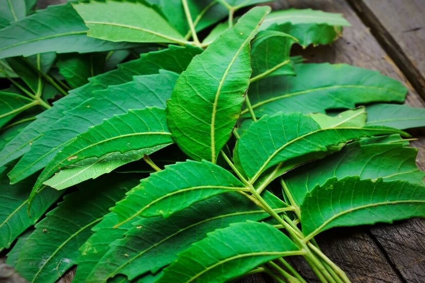 মেডিক্যাল নিউজ টুডে অনুযায়ী নিমের অ্যান্টিসেপটিক উপাদান ক্ষত সারাতে অত্যন্ত সাহায্য করে। তাই ক্ষত স্থানে নিমের পেস্ট লাগানো যেতে পারে। এতে দ্রুত ক্ষত স্থান মেরামত হবে।