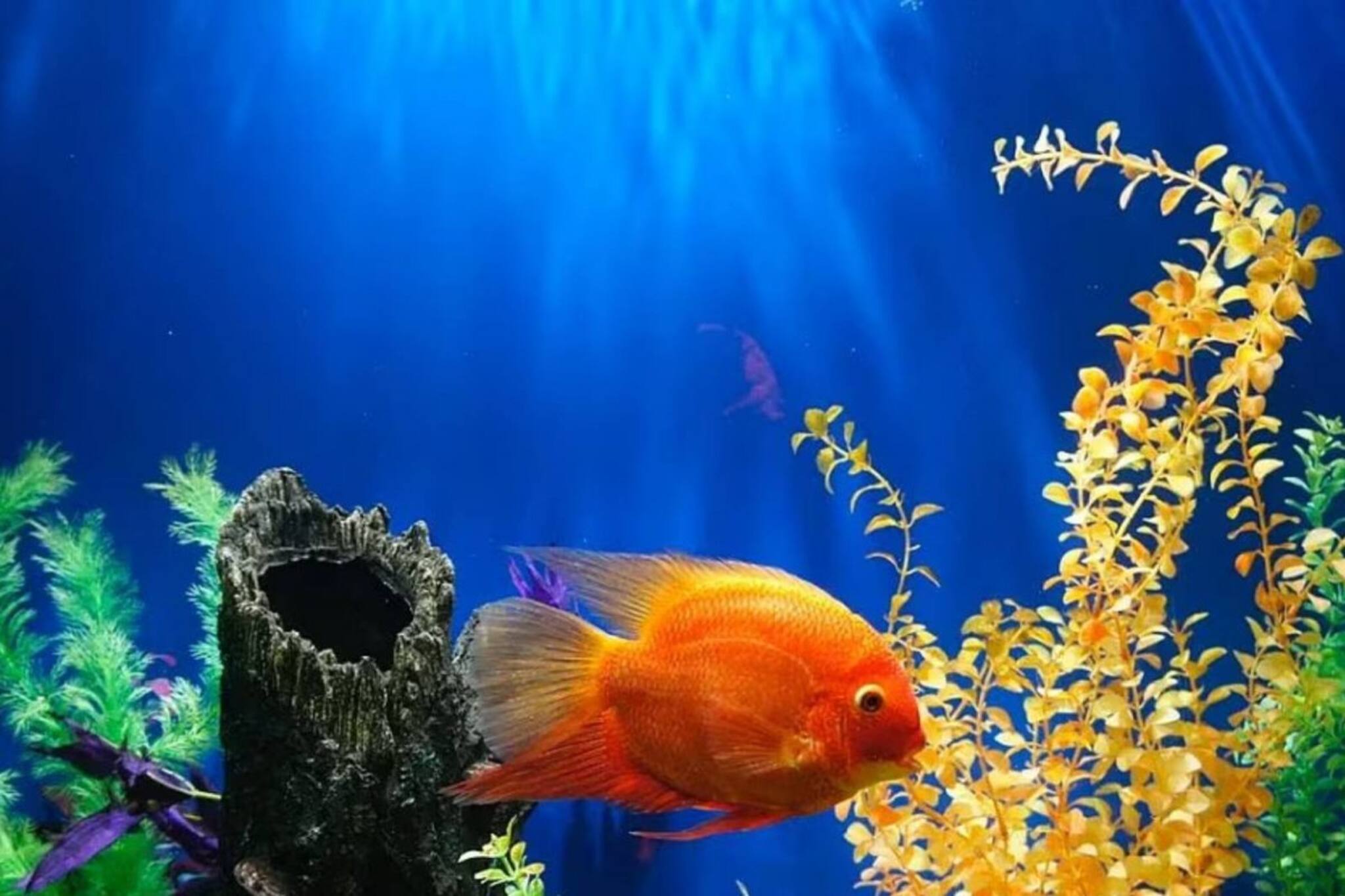 বাড়ির এই খানে এভাবে রাখুন অ্যাকোয়ারিয়াম, উপচে পড়বে অর্থ ও সৌভাগ্য