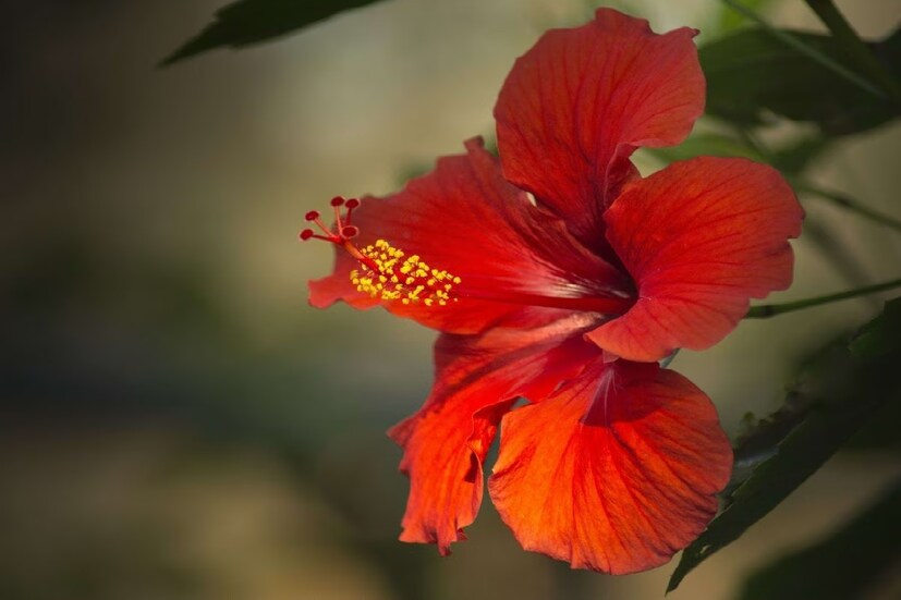 জবা ফুল মা কালীর অত্যন্ত প্রিয়৷ লাল জবা ছাড়া মায়ের পুজো সম্পন্নই হয় না৷ পণ্ডিতেরা বলেন, জবা ফুল মা লক্ষ্মীরও প্রিয়৷ হনুমানজির পুজোতেও লাল ফুল ব্যবহার করা হয়৷