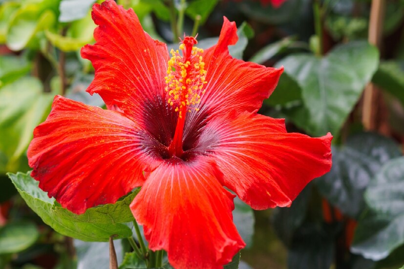 চাকরিতে বা ব্যবসায় সমস্যা দেখা দিলে প্রতিদিন সূর্যদেবকে জবা ফুল নিবেদন করুন৷ ভোর বেলা স্নান করে শুদ্ধ হয়ে একটি তাম্র পাত্রে গঙ্গার জল নিন৷ তারপর তাতে একটি জবা ফুল রাখুন৷ এরপর ওই জল সূর্যদেবকে নিবেদন করুন৷ এতে কেরিয়ারের পথে আসা যাবতীয় বাধা দূর হয়৷