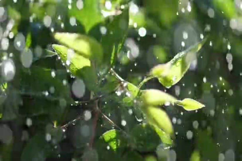 আগামিকালও বিক্ষিপ্তভাবে বজ্রবিদ্যুৎসহ হালকা থেকে মাঝারি বৃষ্টির সম্ভাবনা দক্ষিণবঙ্গে। শুক্রবারের পর বৃষ্টির পরিমাণ কমবে দক্ষিণবঙ্গে। তাপমাত্রা উল্লেখযোগ্য ভাবে না বাড়লেও সামান্য বাড়তে পারে। বাতাসে প্রচুর জলীয় বাষ্প থাকায় জনিত অস্বস্তি অনেকটাই বাড়বে। শুক্রবার থেকে তাপমাত্রা বাড়বে দক্ষিণবঙ্গে, বাড়বে আর্দ্রতা জনিত অস্বস্তিও।