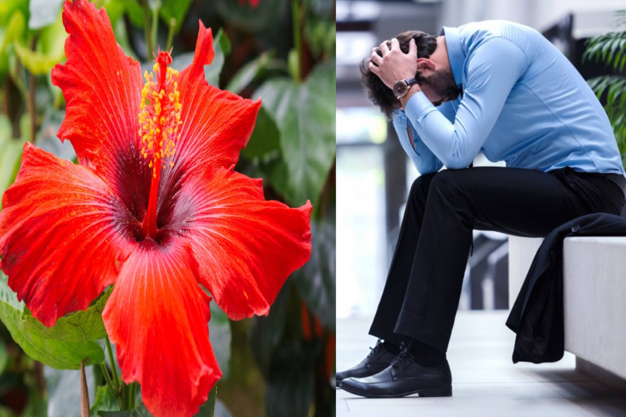 চাকরি হচ্ছে না? বিয়েতে বার বার বাধা পড়ছে..লাল জবা দিয়ে করুন এই কাজ