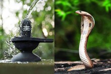 নাগ পঞ্চমীর দিন ভুলেও এই কাজ করবেন না, ৭ প্রজন্ম শাপগ্রস্ত হবে, ধ্বংস হবে পরিবার