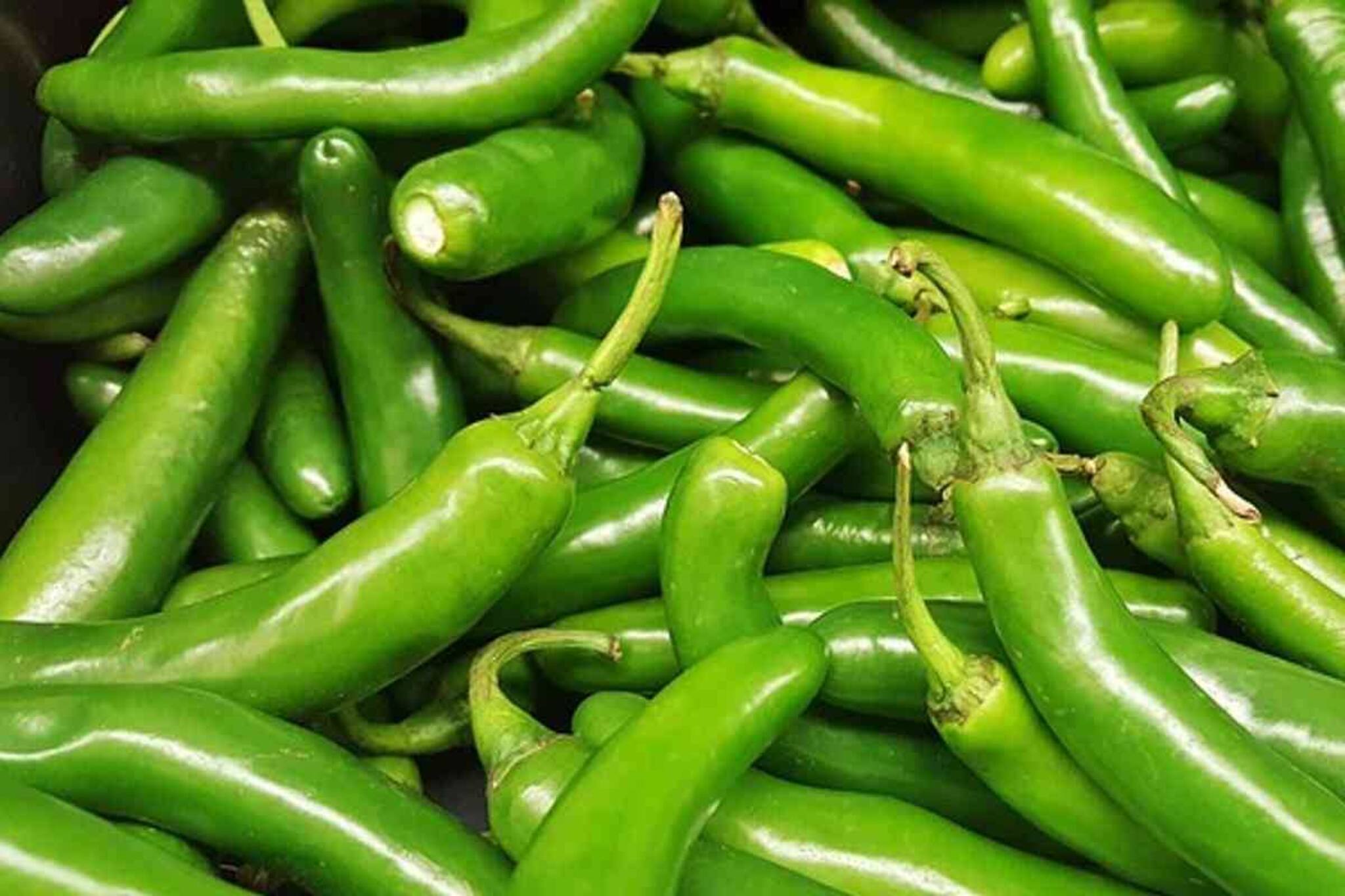 টানা অনেক দিন ভাল থাকবে কাঁচা লঙ্কা! মেনে চলুন এই সহজ নিয়ম, আর ভাবতে হবে না