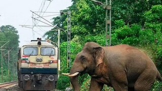 রেললাইনে ট্রেনের সঙ্গে ধাক্কা লাগে গর্ভবতী হাতিটির (গ্রাফিক্স ছবি)