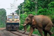 ডুয়ার্সে জঙ্গলের মাঝে রেললাইন পার হতে গিয়ে ট্রেনের ধাক্কায় মৃত অন্তঃসত্ত্বা হাতি