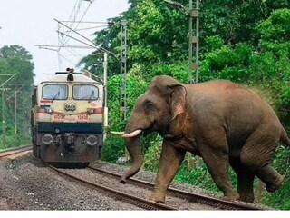 রেললাইনে ট্রেনের সঙ্গে ধাক্কা লাগে গর্ভবতী হাতিটির (গ্রাফিক্স ছবি)