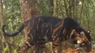 বিরল এই শ্বাপদ লেন্সবন্দি হয়েছে ওড়িশার সিমলিপাল অভয়ারণ্যে