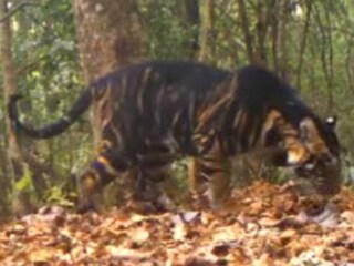 বিরল এই শ্বাপদ লেন্সবন্দি হয়েছে ওড়িশার সিমলিপাল অভয়ারণ্যে