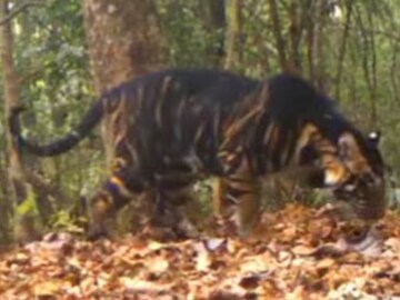 বিরল এই শ্বাপদ লেন্সবন্দি হয়েছে ওড়িশার সিমলিপাল অভয়ারণ্যে