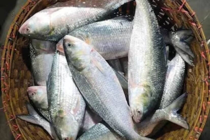 বাঙালি বরাবরই ইলিশবিলাসী। কিন্তু ইলিশ কিনতে বাজারে গিয়ে বিভ্রান্ত হয়ে পড়েন অনেকেই। কোন ইলিশে স্বাদ বেশি, কোনটায় কম ঠিক করতে পারেন না ক্রেতা। 