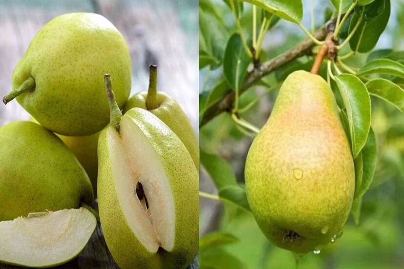 হেলথলাইনের রিপোর্ট অনুযায়ী, , ২০০৮ সালের একটি গবেষণায় দেখা গিয়েছে যে মহিলারা ১০ সপ্তাহের জন্য তাদের স্বাভাবিক খাবারের তালিকায় প্রতিদিন তিনটি নাশপাতি অন্তর্ভুক্ত করেছেন তাদের গড় ১ কেজি করে ওজন হ্রাস পেয়েছে। Disclaimer: এই প্রতিবেদনটি কেবলমাত্র সাধারণ তথ্যের জন্য, তাই বিস্তারিত জানতে হলে সর্বদা বিশেষজ্ঞের পরামর্শ নিন।