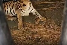 বেঙ্গল সাফারি পার্কে নতুন অতিথি, তিনটি শাবকের জন্ম দিল রয়্যাল বেঙ্গল টাইগার রিকা