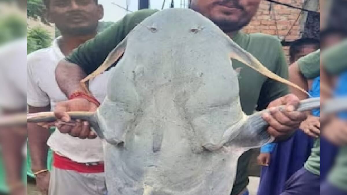 Rare Big Fish | মাছ নাকি সাক্ষাৎ দানব! খালে তাণ্ডব করছিল ৫৫ কেজির বিশাল ...
