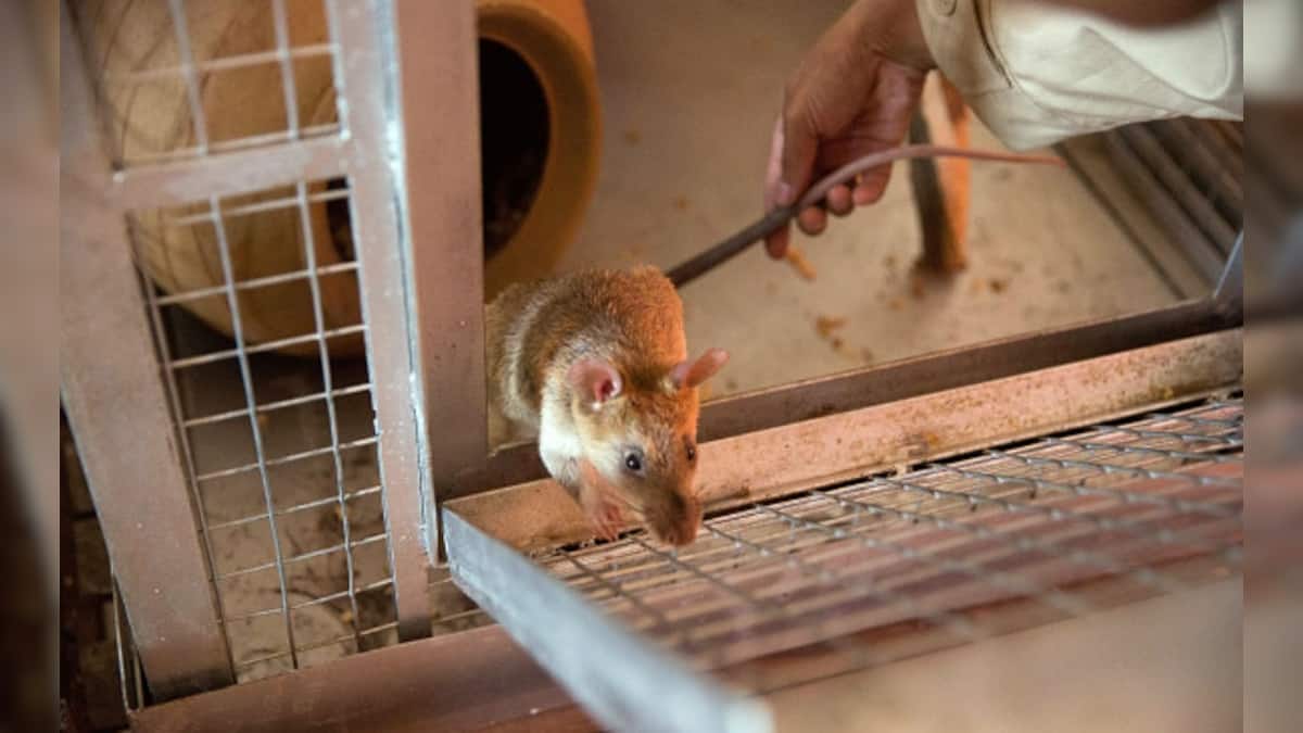 How to Get Rid of Rats: ইঁদুরের উৎপাতে রাতের ঘুম উড়েছে? ওষুধের ...
