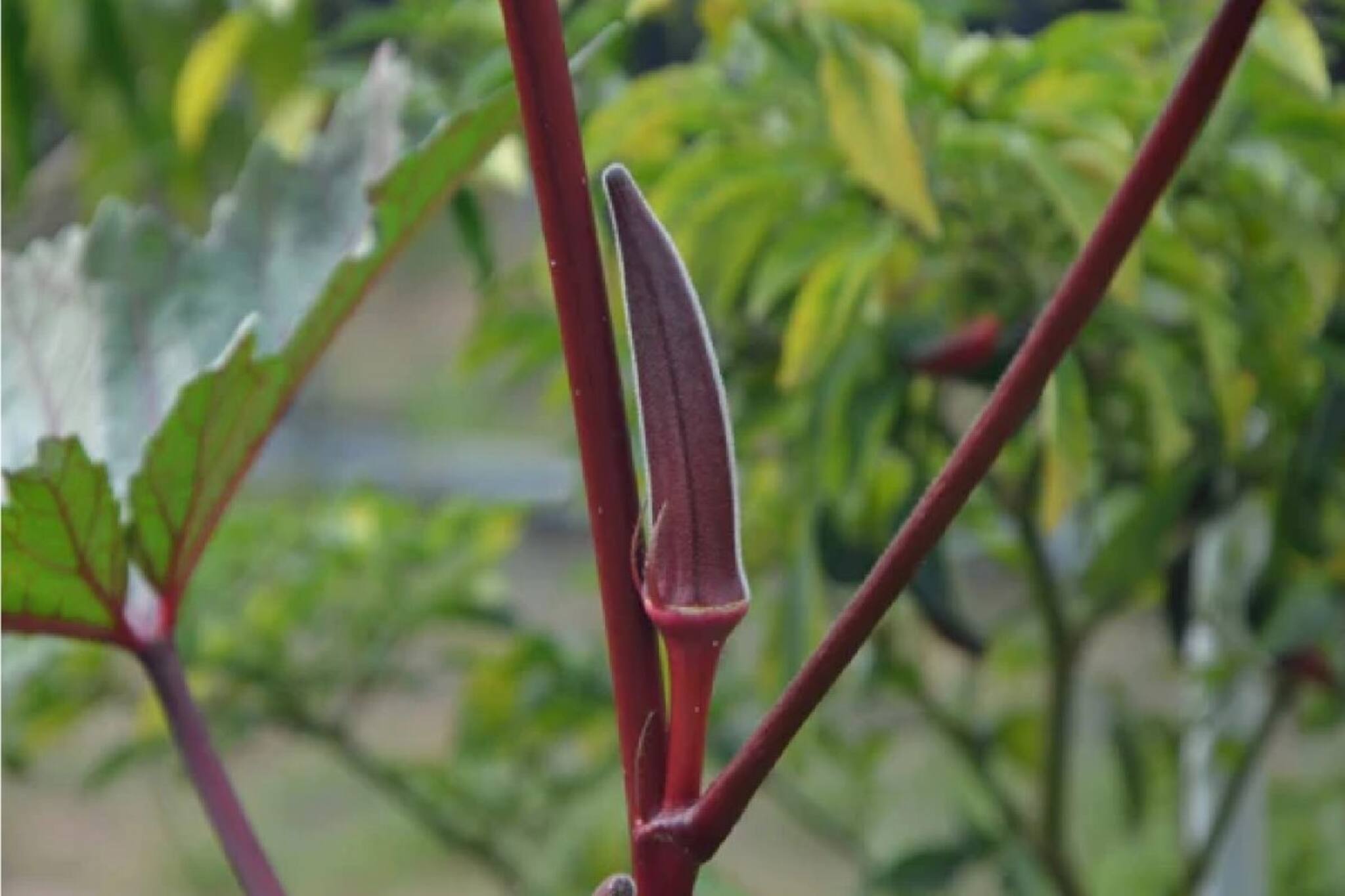 New Cultivation Idea: লাল ঢেঁড়শ খেয়েছেন? খাদ্যগুণ প্রচুর, এই চাষ করে লক্ষ লক্ষ টাকা আয় সম্ভব