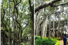 বোটানিক্যাল গার্ডেনের বুড়ো বটগাছের আসল বয়স কত জানেন? চমকে দেওয়া তথ্য প্রকাশ্যে