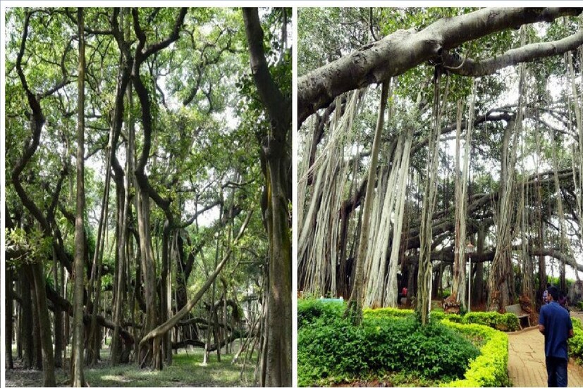 *হাওড়ার আচার্য জগদীশচন্দ্র বসু উদ্ভিদ উদ্যানের অন্যতম আকর্ষণ প্রাচীন বটগাছ। এই গাছে প্রায় ২৭০ বছরের পুরনো। বহু ঝড়-ঝঞ্জা বহু ইতিহাসের সাক্ষী। ফাইল ছবি। 