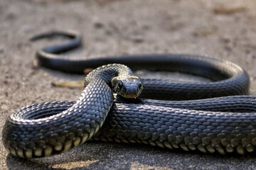 পৃথিবীর এই পাঁচ দেশে নেই একটিও সাপ! নির্ভয়ে বাঁচেন মানুষ... আপনি জানতেন?