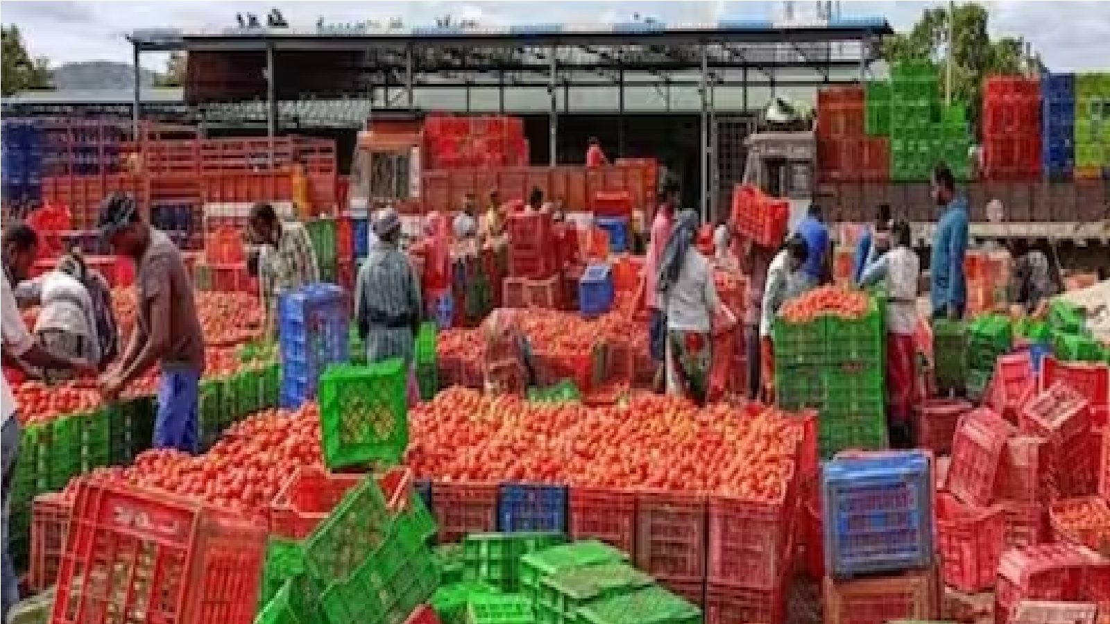 টম্যাটোর বদলে ভারতের থেকে যা চাইল নেপাল, মোদি সরকার আগে থেকেই যা করেছে ব্যান!