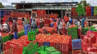 এখন দাম কেজি প্রতি টম্যেটোর দাম ৫০ টাকায় নেমে এসেছে এখন দাম কেজি প্রতি টম্যেটোর দাম ৫০ টাকায় নেমে এসেছে