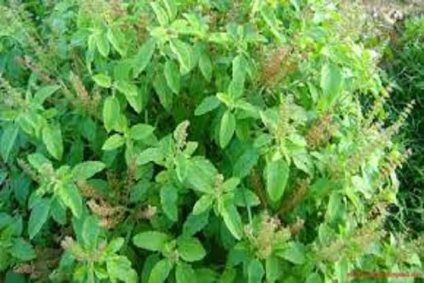 পুজোর পাশাপাশি এক হাজার গুণ তুলসির, ভেষজ হিসাবে এর জুড়ি মেলাভার ৷ প্রতীকী ছবি ৷