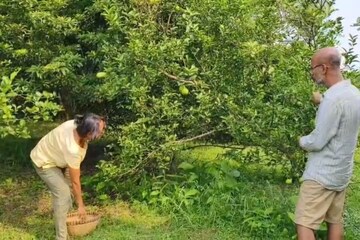আমেরিকার