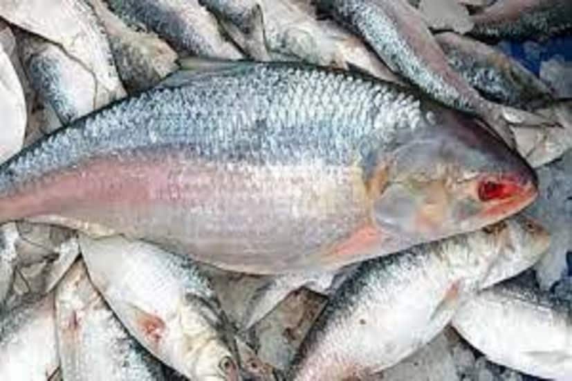 এপার বাংলাতেও পাওয়া যায় এই সুস্বাদু মাছ। কিন্তু এই মাছ বরাবরই দামি মাছ। তাই সাধারণ মধ্যবিত্তদের ঘরে ইলিশের আগমন ঘটে মাসে-কালে।