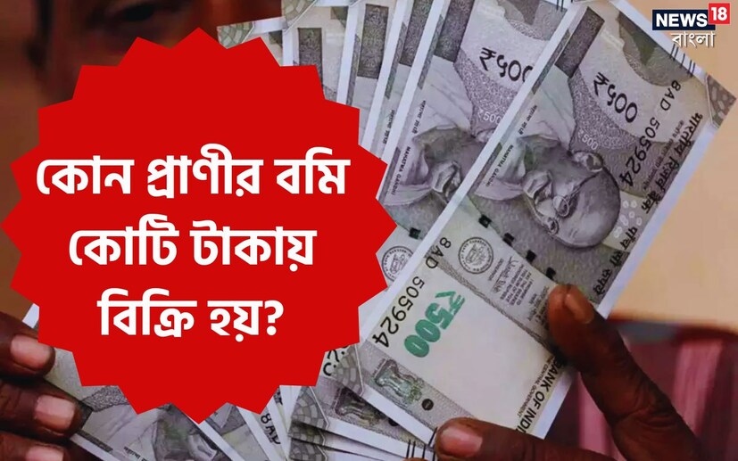 এই প্রতিবেদনে তেমনই একটি প্রশ্ন আপনাদের সামনে নিয়ে আসা হয়েছে। কোনও প্রাণীর বমি বাজারে বিক্রি হয়? তা-ও আবার কোটি-কোটি টাকায়। শুনে অবাক হলেন তো? এটি একেবারেই সত্য। এই প্রশ্নের উত্তর অনেকের কাছেই অজানা।